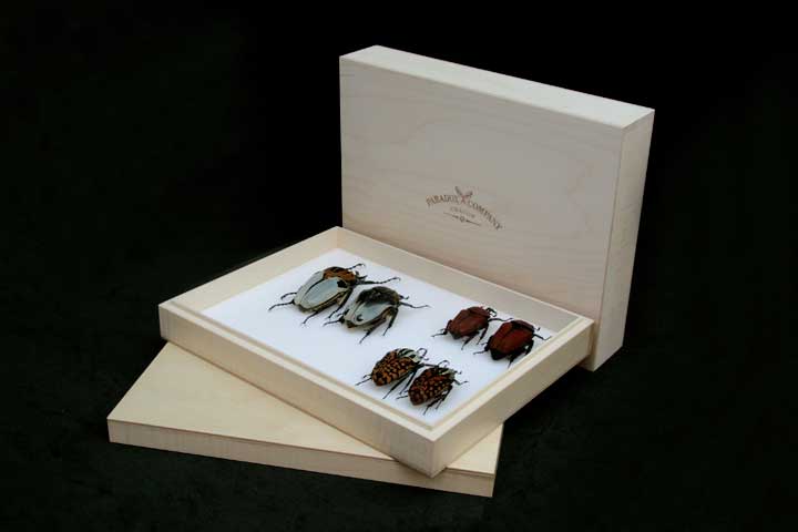 Wooden insect box - 30 x 23 x 5,5 cm